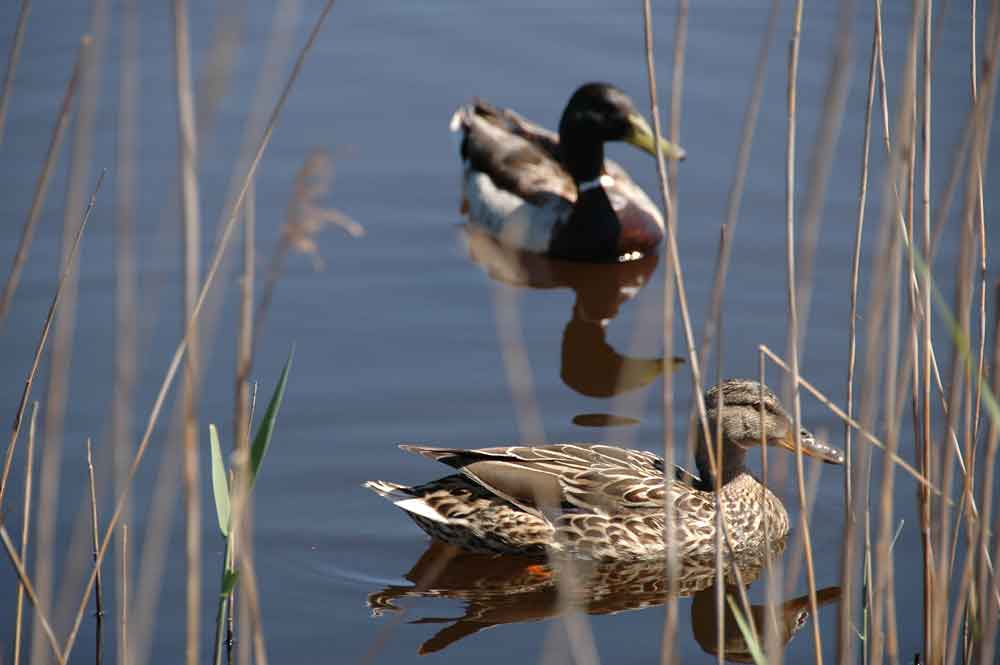 Pato - reserva natural dels Muntanyans - Tarragona - Catalunya 6.jpg